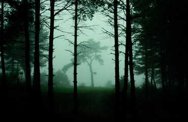 Atmospheric mysterous wood in fog 