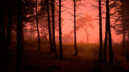 Enchanted foggy wood in red light