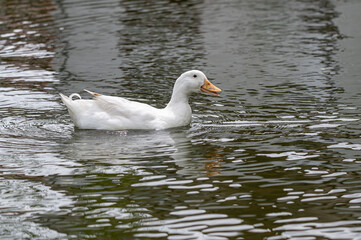 White pekin ducks