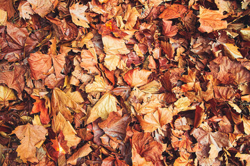 Texture autumn orange leaves. Colorful autumn leaves. Lot of yellow leaves lie on the ground. Colorful background image of fallen autumn leaves perfect for seasonal use