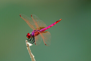 Dragonfly on a wild plant.