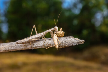 A female praying mantis eating her male.