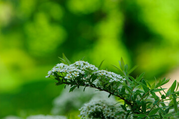 Spiraea. Close-up of garden flowers Spiraea flower. White spiraea flower, or gray. macro photo of nature, place for text. bright floral background