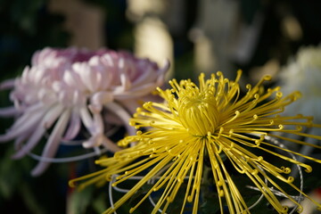Yellow flowers of Chrysanthemum 'Kudamono' in full bloom
