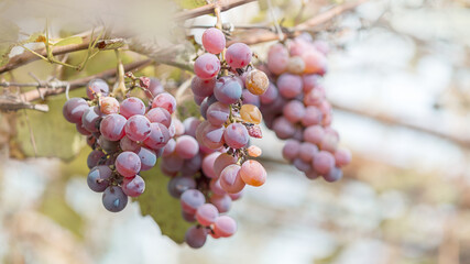 Bunches of ripe grapes on a grape arch. Traditional cultivation of grapes without the use of chemicals. Organic food.