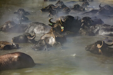 Fototapeta premium Many buffaloes are crossing the water.