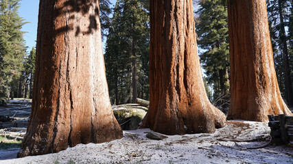 Huge trees in the Giant Forest of Sequoia and Kings Canyon National Park in California, USA. 