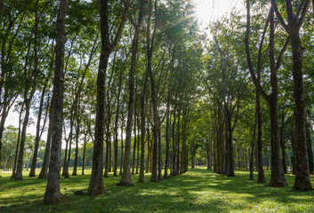 Group of rubber trees on golf course grass with sun rays