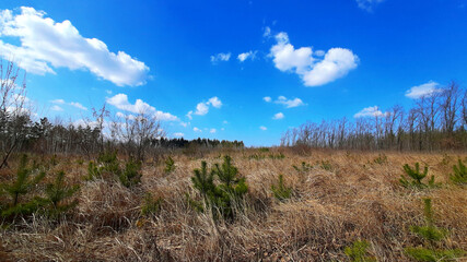 nature, a field with dry grass, conifers, small Christmas trees. clear blue sky. landscape, travel, tourism, hiking concepts. wild nature. beautiful nature of Europe, Ukraine