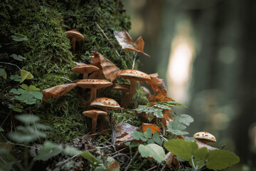 Mushrooms in autumn forest sunlight green grass yellow and orange colors  