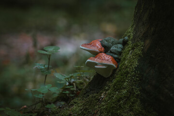 Mushrooms in autumn forest sunlight green grass yellow and orange colors  