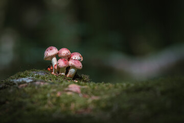 Mushrooms in autumn forest sunlight green grass yellow and orange colors  