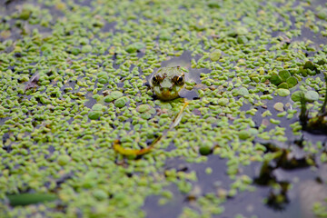Marsh frog, frog eyes, Pelophylax ridibundus, in nature habitat. Wildlife scene from nature, green animal in water. Beautiful frog in dirty water in a swamp. amphibian close-up