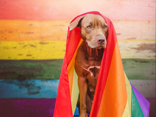 Lovable, pretty puppy of brown color and rainbow flag. Close-up, outdoors. Sun day light. Concept...