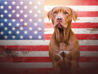 Lovable, pretty puppy of brown color on the background of the U.S. Flag. Closeup, outdoors. Sun...