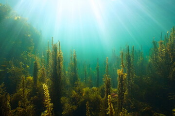 Algae and sunlight underwater in the ocean, (brown seaweeds Sargassum and Cystoseira) Atlantic,...