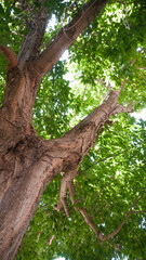 Tronco de árbol y follaje verde en patio jardín