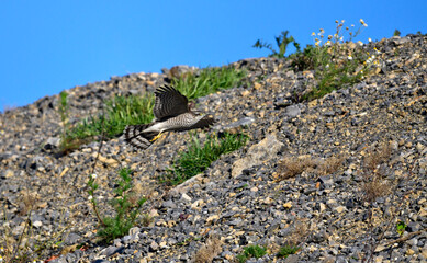fliegender Sperber // flying Sparrowhawk  (Accipiter nisus)