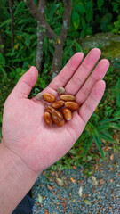 Acorn placed on the palm

