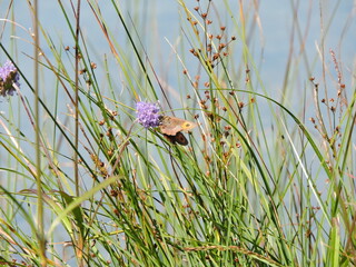 Brauner Schmetterling auf lila Blüte