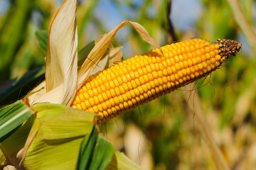 ears of corn and green leaves on a field background close-up. farm, A selective focus picture of corn cob in organic corn field. concept of good harvest, agricultural, yellow corn kernels