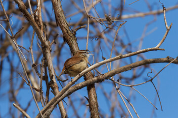 Carolina Wren with its beak open singing from a thicket 