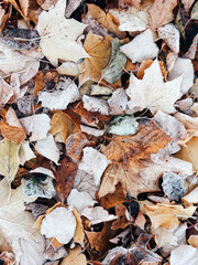 Autumn leaves foliage background. Wallpaper, phone screen saver, cover print. Photo