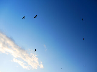 日本、夕暮れのトンビ