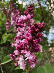 Fototapeta na wymiar Beautiful French Lilacs