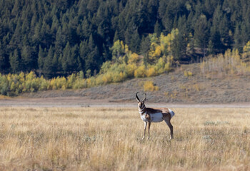 Pronghorn Antelope Buck in Wyoming in Autumn
