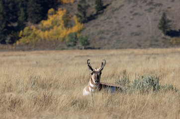 Pronghorn Antelope Buck in Wyoming in Autumn