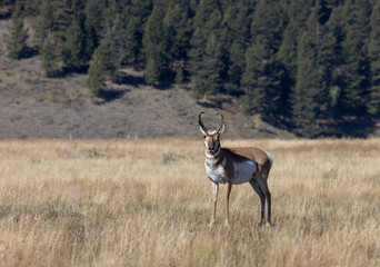 Pronghorn Antelope Buck in Wyoming in Autumn