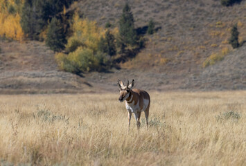 Pronghorn Antelope Buck in Wyoming in Autumn