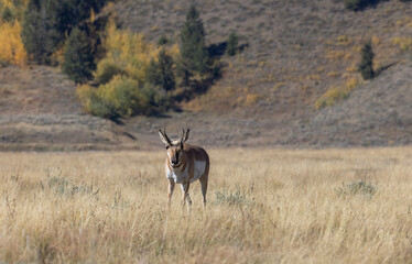 Pronghorn Antelope Buck in Wyoming in Autumn