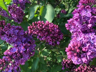 Beautiful purple lilacs in bloom