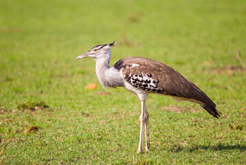 Kori Bustard and mate stand near their nest on the Masai Mara, Kenya