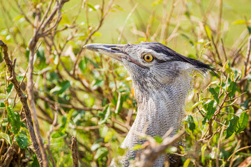 Kori Bustard and mate stand near their nest on the Masai Mara, Kenya