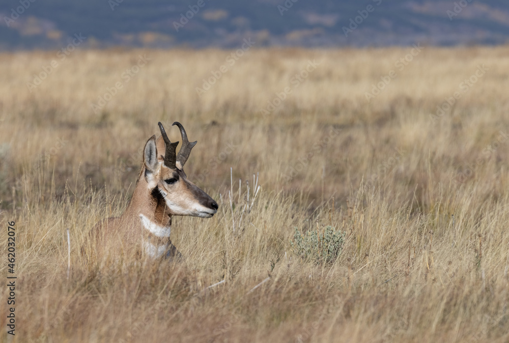 Sticker Pronghorn Antelope Buck in Wyoming in Autumn