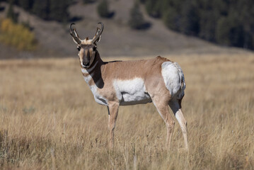 Naklejka na ściany i meble Pronghorn Antelope Buck in Wyoming in Autumn