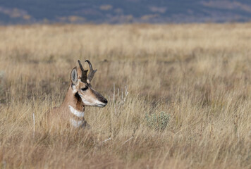 Pronghorn Antelope Buck in Wyoming in Autumn