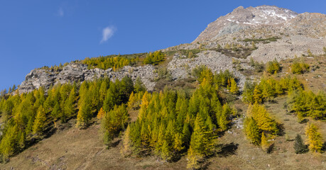 Herbstlicher Lerchenwald.