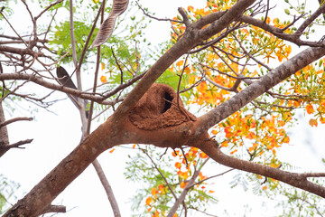 Bird's nest known in Brazil as 