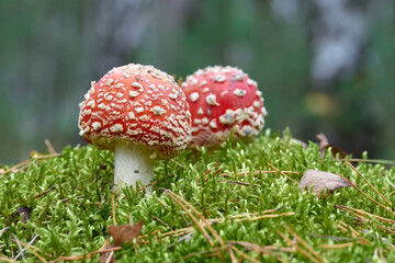 Toadstool (Amanita muscaria) grow on the forest floor in autumn