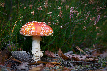 Fliegenpilz (Amanita muscaria) wachsen auf dem Waldboden im Herbst