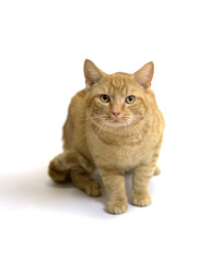 Yellow Cat Staring into Camera