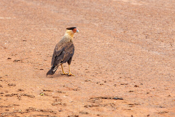 Typical eagle hawk and very common in Brazil, isolated on the ground.