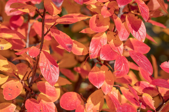 beautiful autumn background of leaves