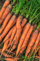 Bunches of orange carrots with green tops. Background of ripe carrot after harvest. Selective focus with space for text