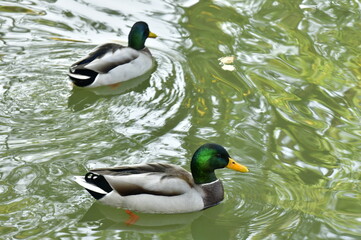 Canards 
