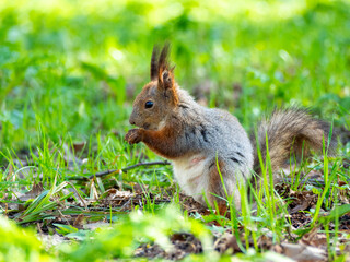 Naklejka na ściany i meble Large portrait of a squirrel sitting on the green grass in the park on a sunny spring day. Close up